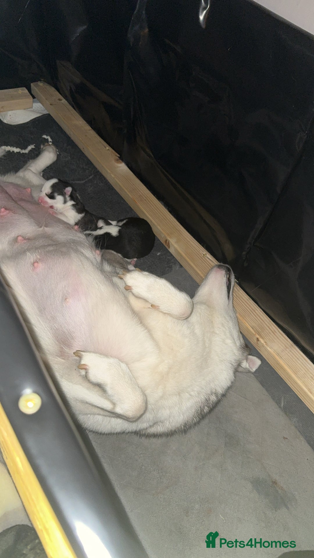 Siberian Husky dogs for sale: Siberian Husky Pups  - Advert 5