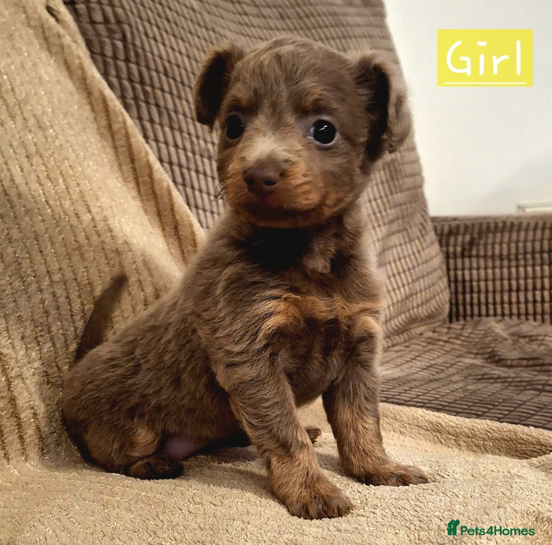 Russian Toy Terrier dogs for sale: Pure blood Russian Toy smooth and long haired - Image 12