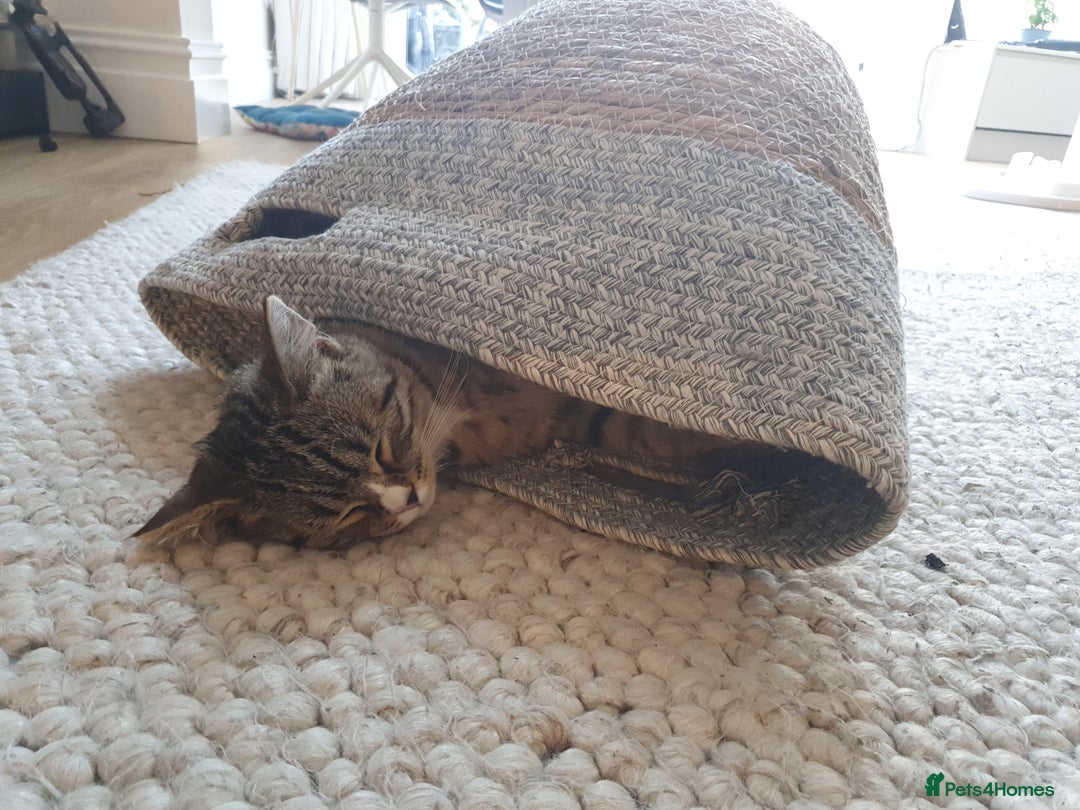 British Shorthair cats for sale: Cute Tabby male kitten half BSH/tabby - Advert 2