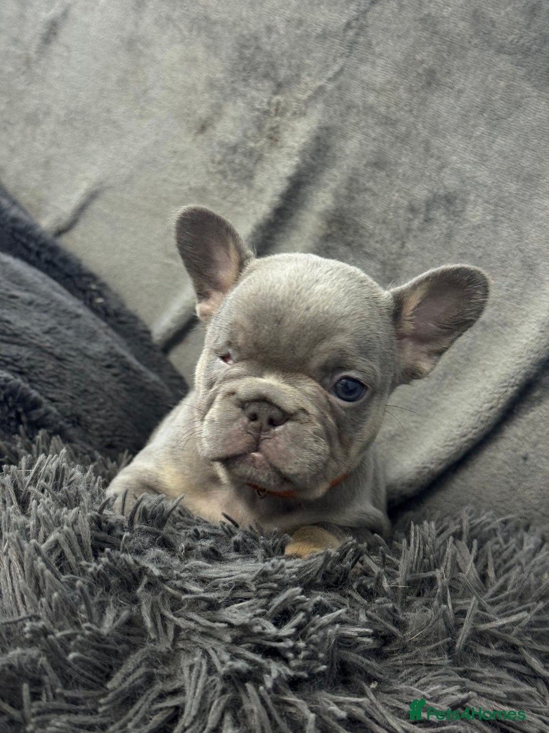 French Bulldog dogs for sale: KC Fluffy Carriers Isabella French Bulldogs puppy - Image 27