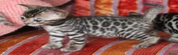Bengal cats for sale: Outstanding Bengal kittens , European champion dad - Advert 8