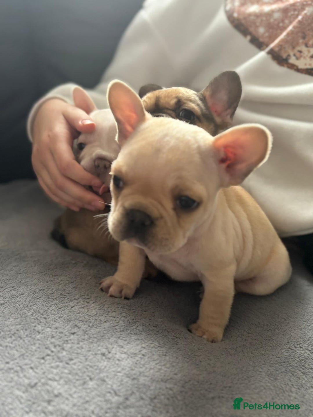 French Bulldog dogs for sale: Gorgeous French bulldog puppies Just 1 girl left!  - Advert 16