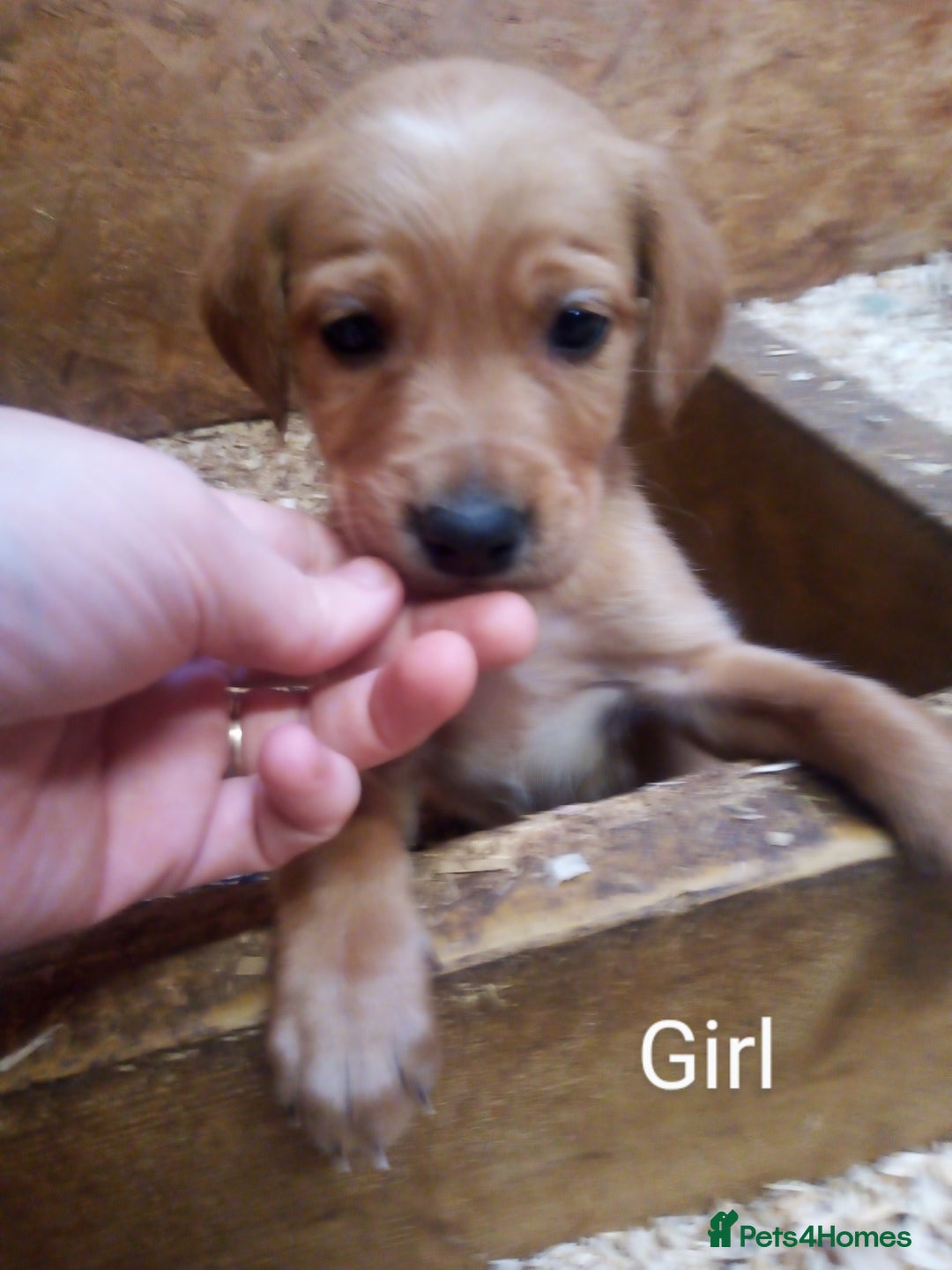 Mixed Breed dogs for sale: 9 Irish setter X lurcher pups - Image 5