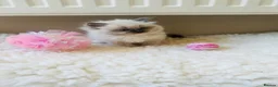 Ragdoll cats for sale: GCCF Reg 💕 Beautiful Ragdoll Kittens ChampionL 💕 - Advert 5
