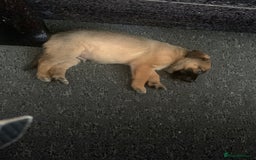 Mixed Breed dogs for sale: Belgian malinois cross border collie  - Image 11