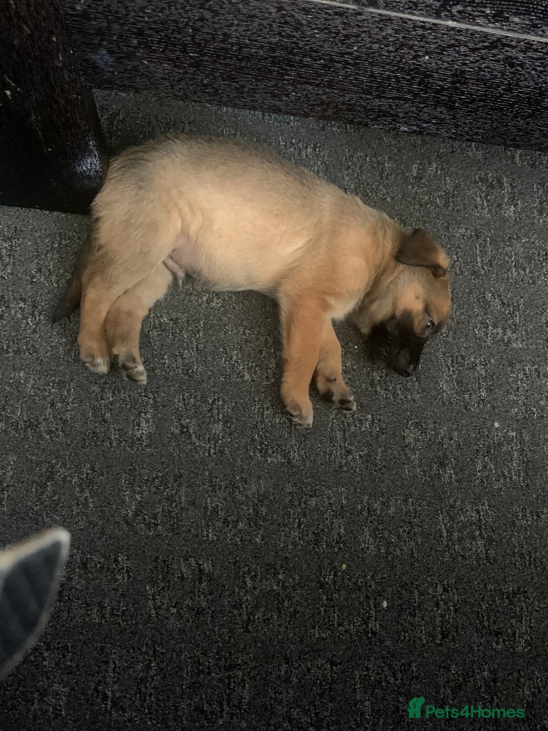 Mixed Breed dogs for sale: Belgian malinois cross border collie  - Image 11