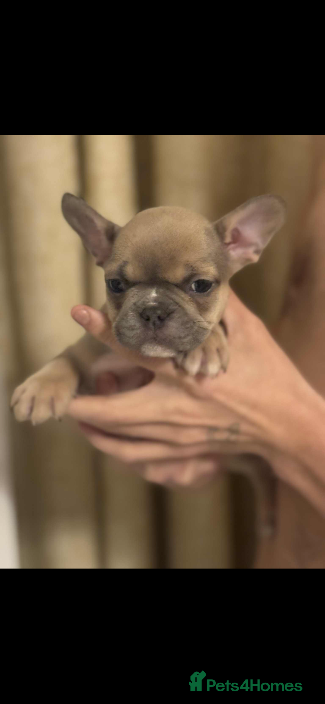 French Bulldog dogs for sale: French bulldog pups available (Reduced) - Advert 20