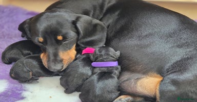 Miniature Dachshund dogs - Advert 5