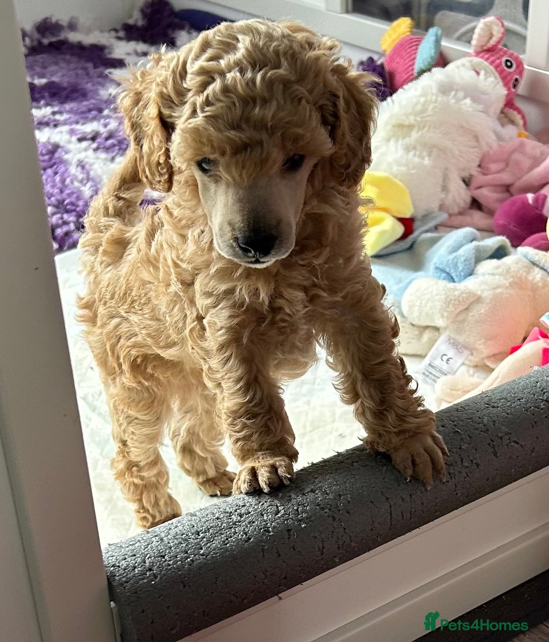 Toy Poodle dogs for sale: Toy poodle - Image 2