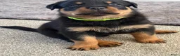 Rottweiler dogs for sale: Rottweiler pups  - Advert 12
