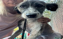 Mixed Breed dogs for adoption: Hilda - Norwich Norfolk  - Image 1