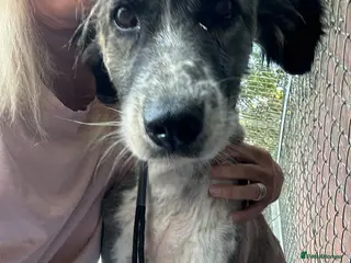 Mixed Breed dogs Hilda - Norwich Norfolk - Advert 10