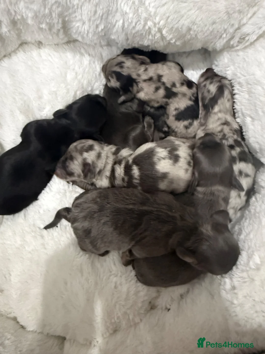 Dachshund dogs for sale:  6 mini long haired dachsunds - Advert 2