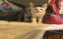 Mixed Breed cats for sale: Lower price…READY NOW….Mainecoon x Kittens - Image 5