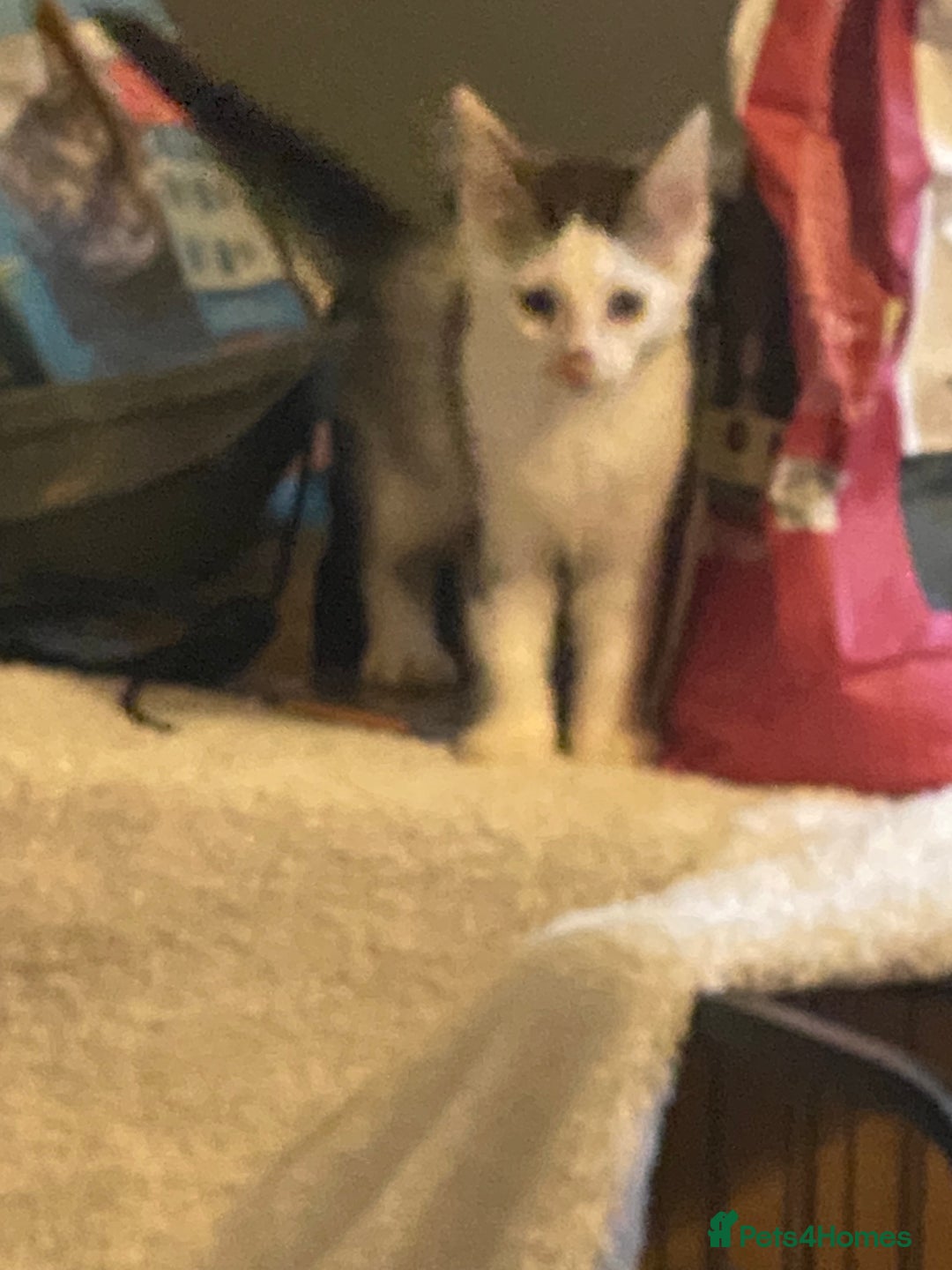 Mixed Breed cats for sale: Lower price…READY NOW….Mainecoon x Kittens - Image 5