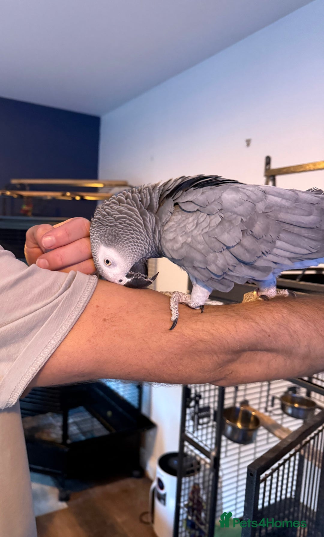 Parrots birds for sale: Male African Grey Parrot 5 year old  - Advert 2
