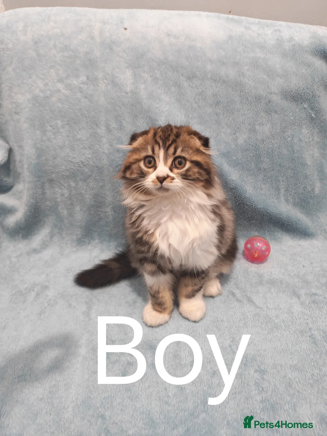 Mixed Breed cats for sale: Sccotis flod & Fluffy kittens VIDEOS - Advert 21