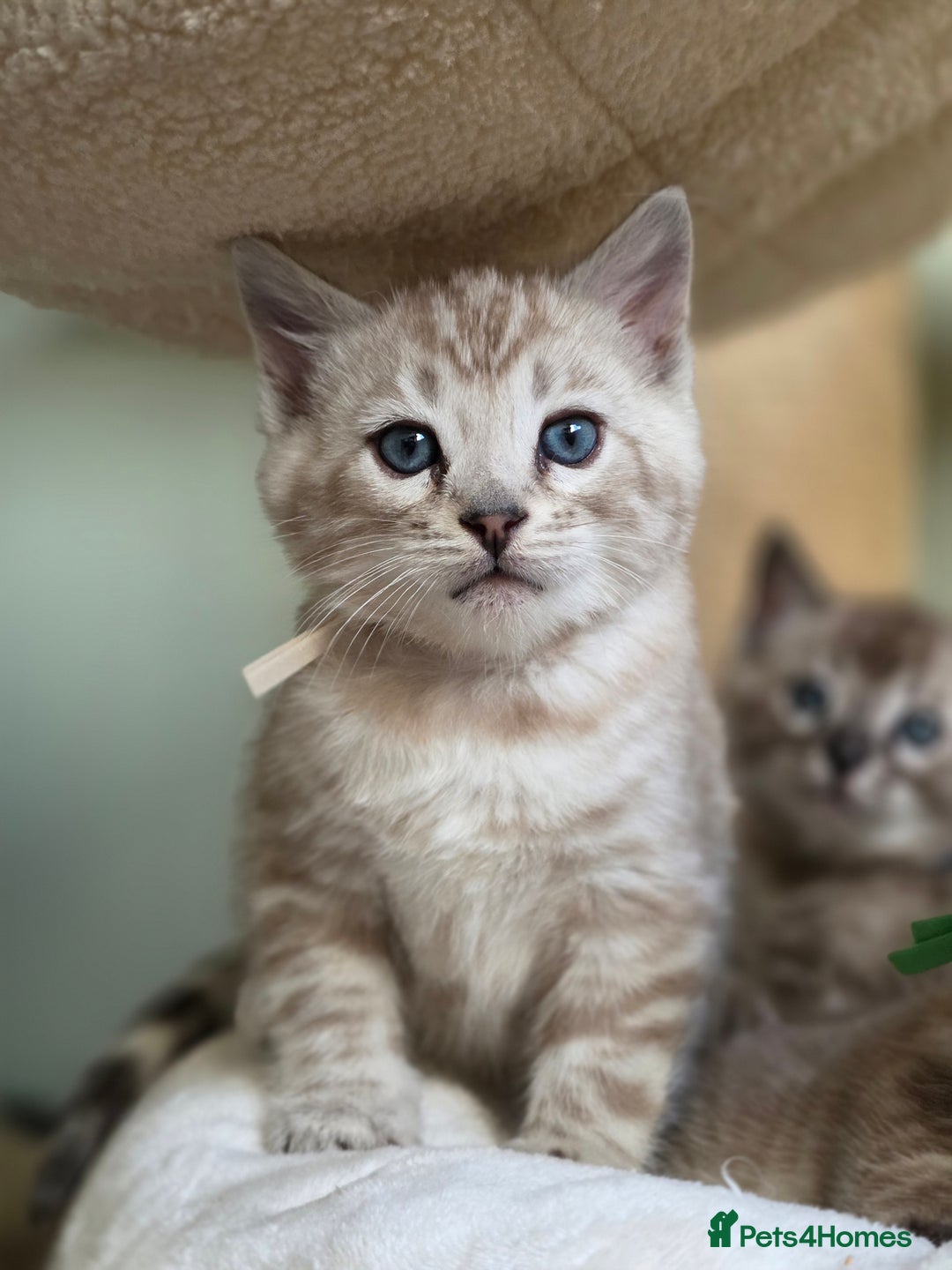 Bengal cats for sale: ❄️ Gorgeous Snow and Charcoal Bengals ❄️  - Advert 14