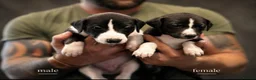 Mixed Breed dogs for sale: Whippet cross whippet lurcher - Advert 13
