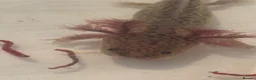 Axolotl reptiles for sale: Beautiful Axelotl  in Pontefract - Advert 2