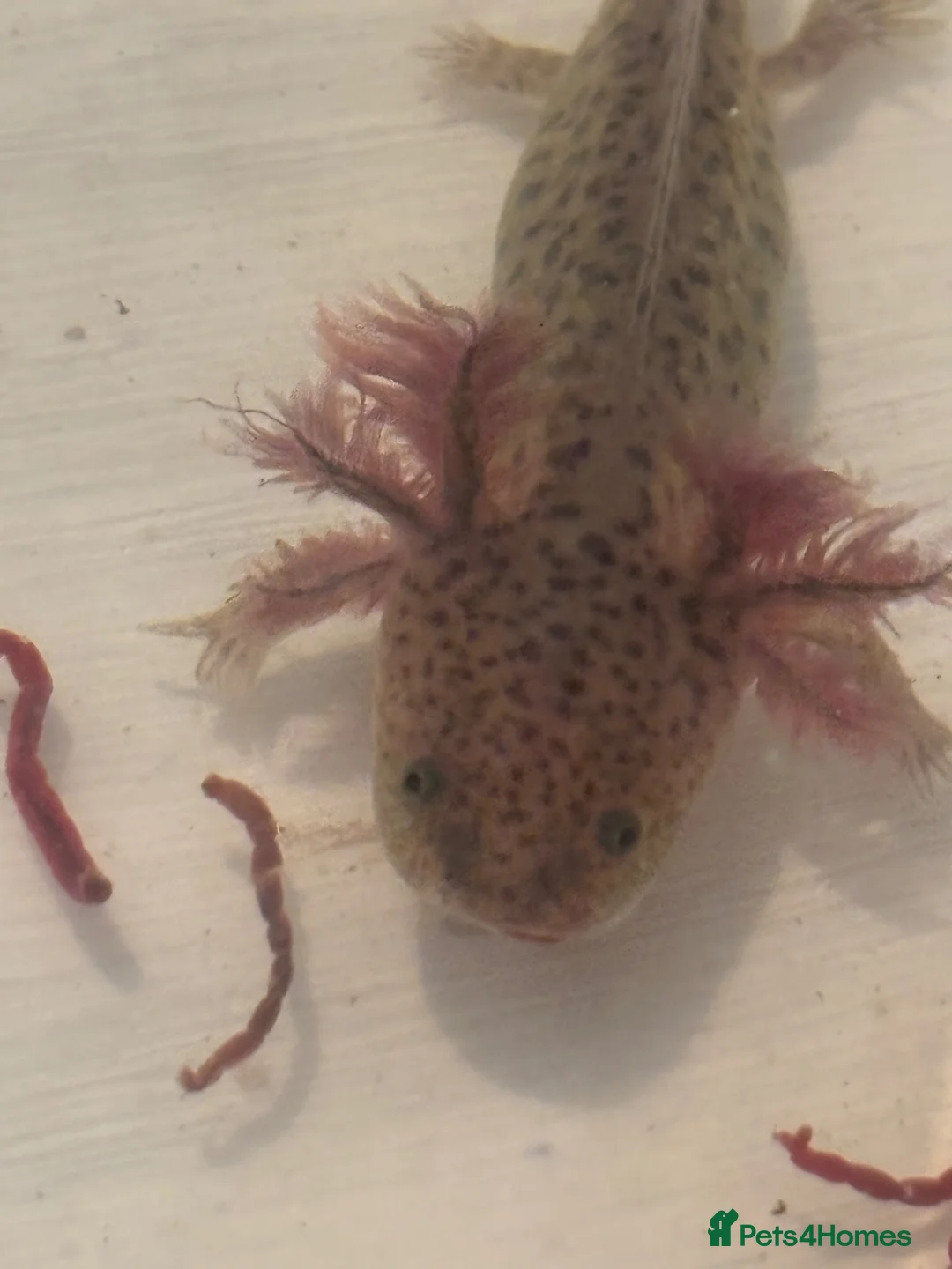 Axolotl reptiles for sale: Beautiful Axelotl  in Pontefract - Advert 2
