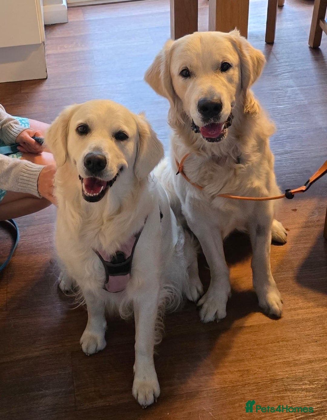 Golden Retriever dogs for sale: Eight Pure English Golden Retriever Puppies! - Image 3