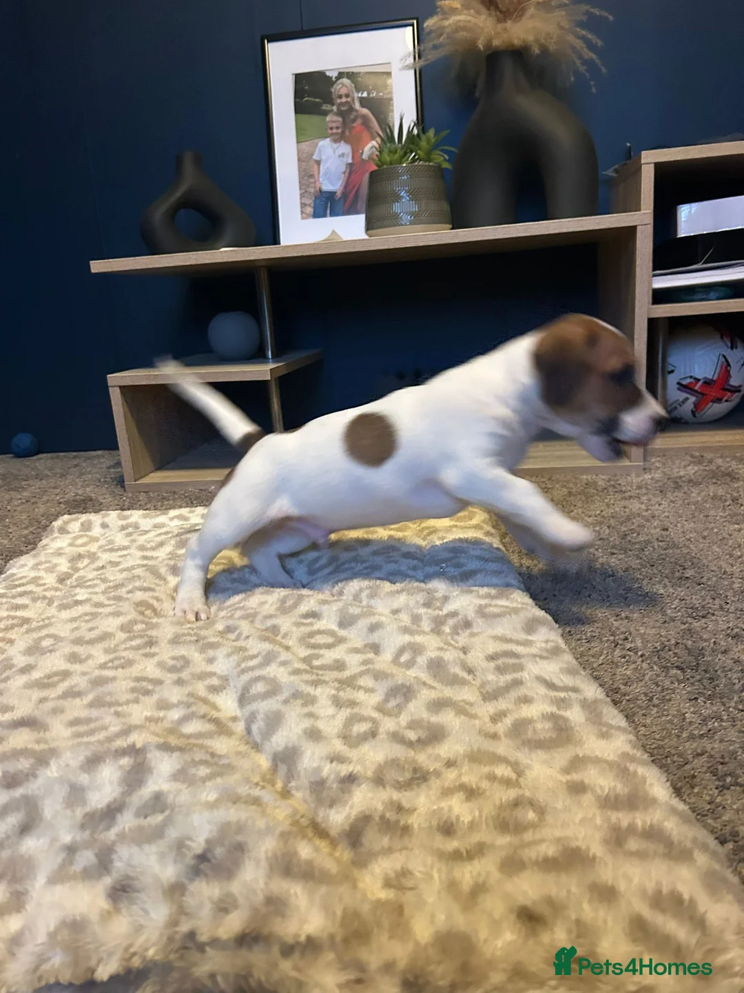 Mixed Breed dogs for sale: Jackastaff last boy  - Advert 2