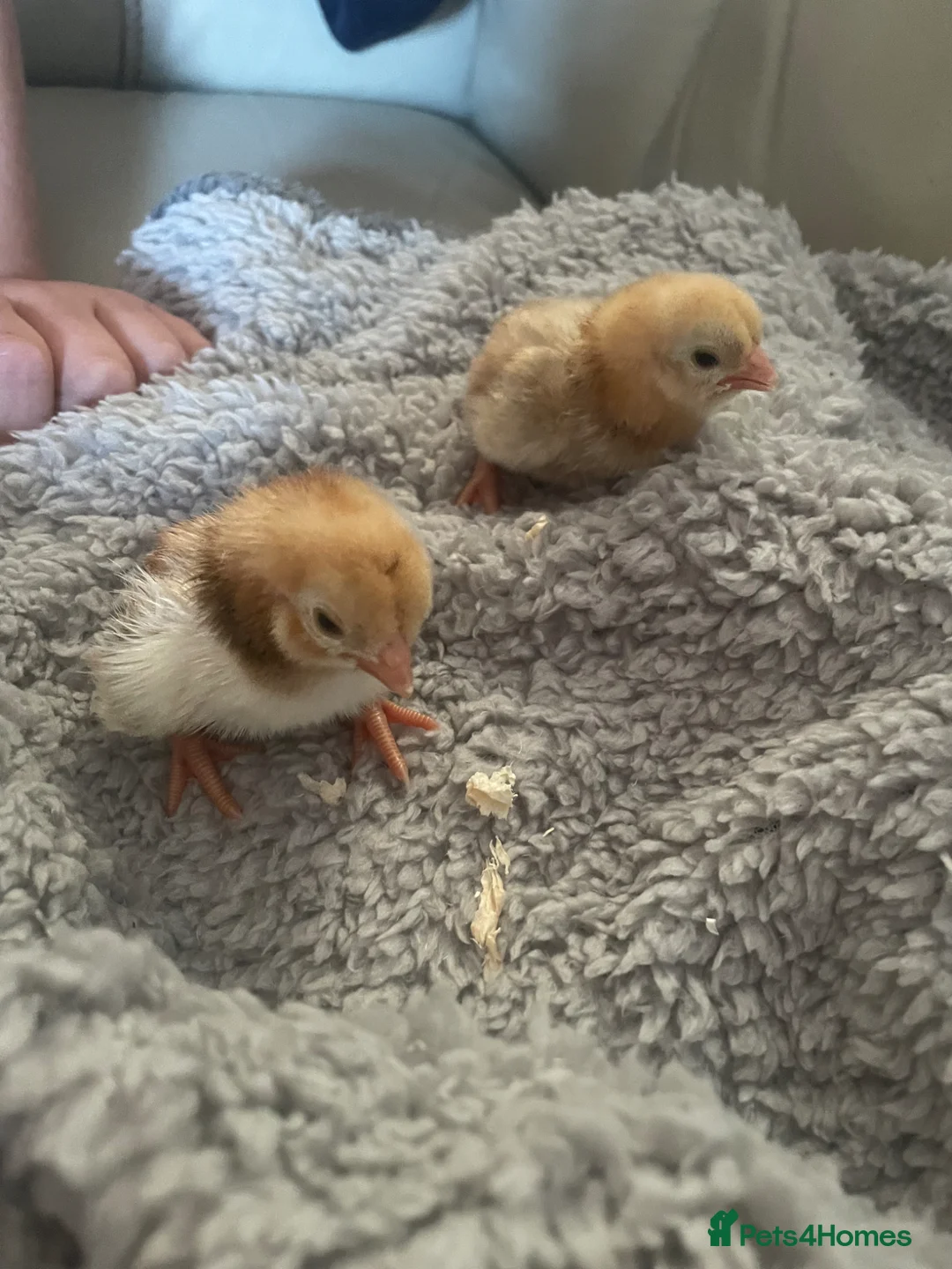 Chickens poultry for sale: Cornish bantam game chicks in Wickford - Advert 10