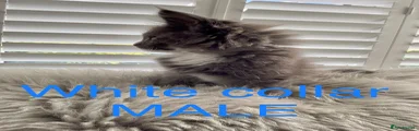 White collar, Maine Coon Kitten
