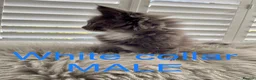 Maine Coon cats for sale: Bundles of fluff,  Maine Coon kittens  - Advert 18