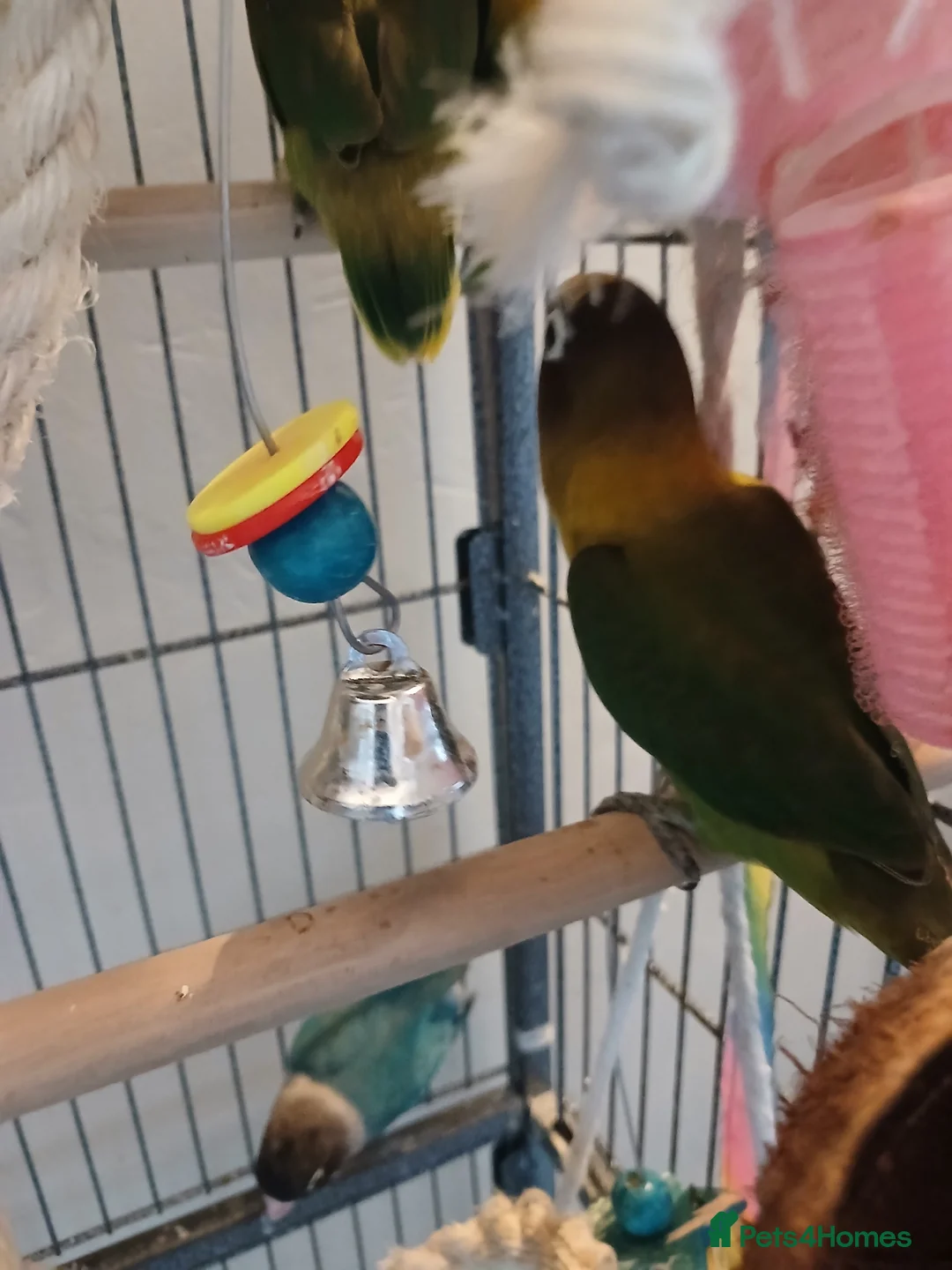 Lovebirds birds for sale: Lovebirds  - Advert 3