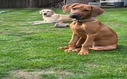 Rhodesian Ridgeback dogs for sale: Rhodesian Ridgeback Puppy Female - Image 7