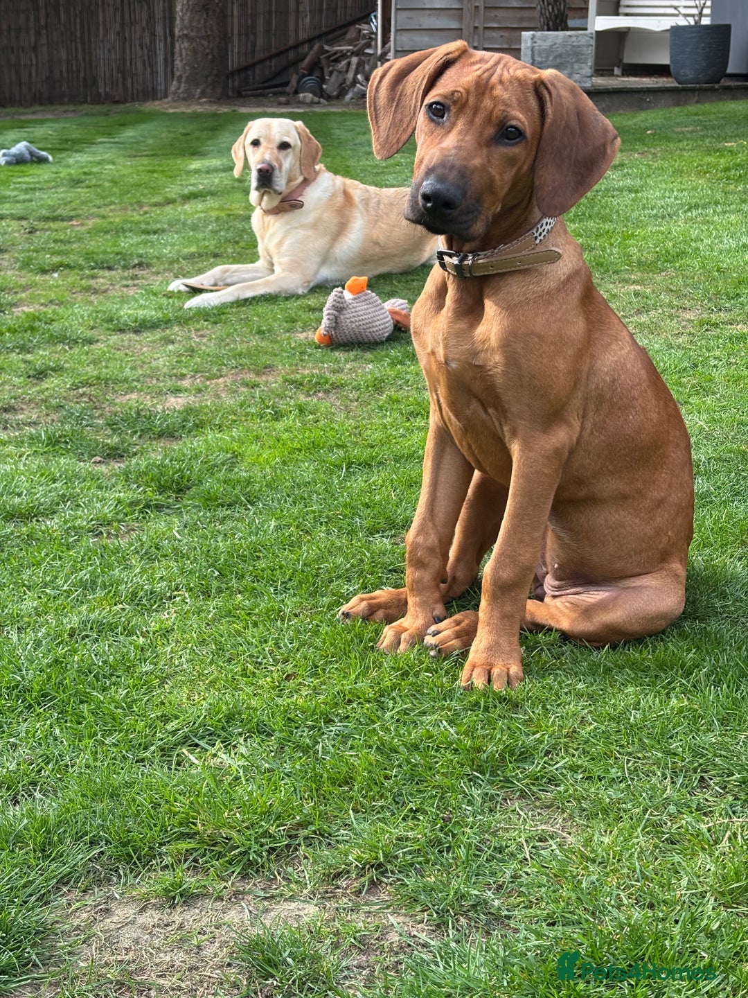 Rhodesian Ridgeback dogs for sale: Rhodesian Ridgeback Puppy Female - Image 7