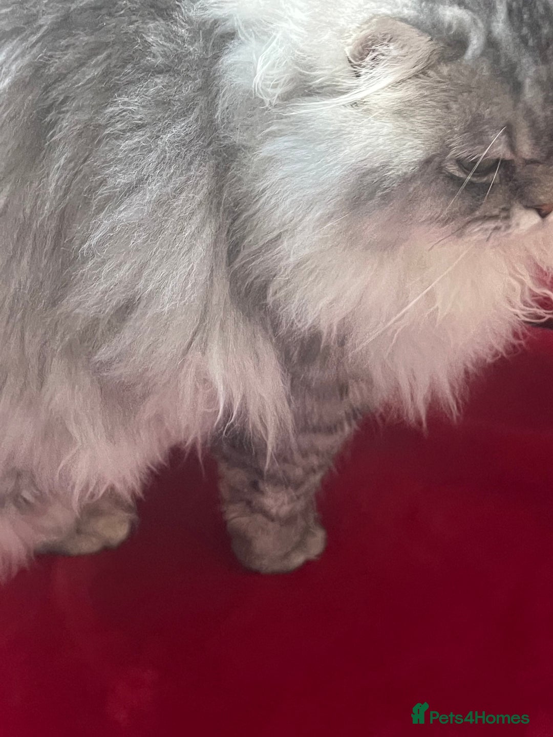 Persian cats for stud: chinchilla Persian stud ONLY  - Advert 9