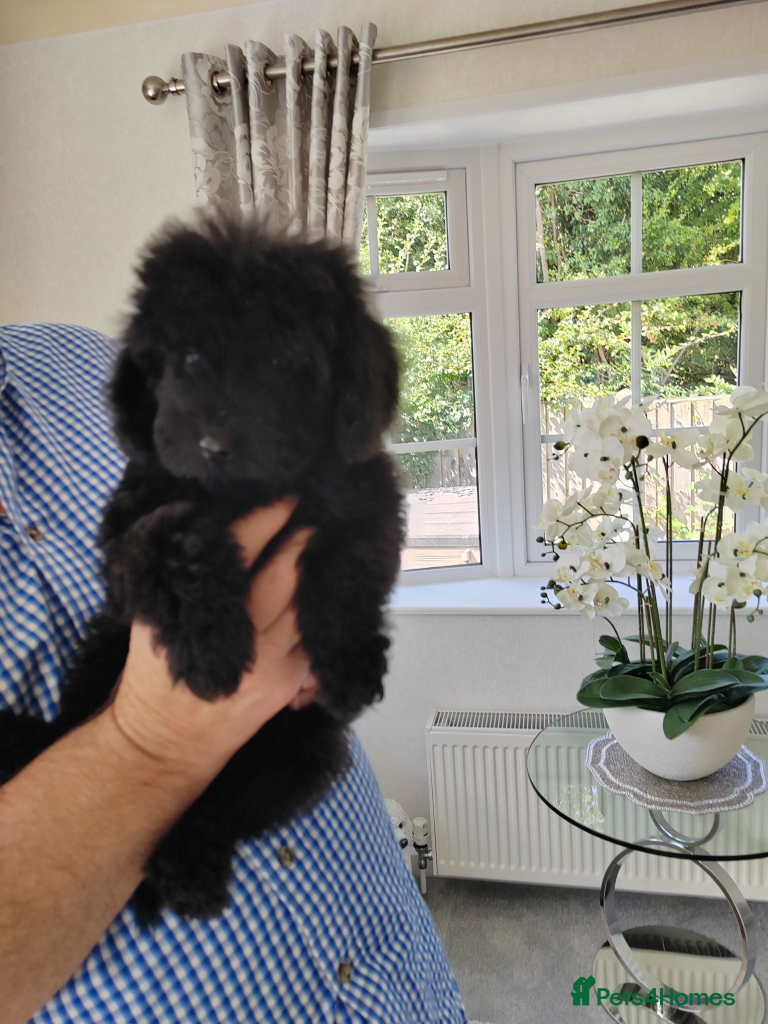 Cavapoo dogs  BEAUTIFUL DNA HEALTH TESTED PARENTS TOY CAVAPOO   - Advert 2