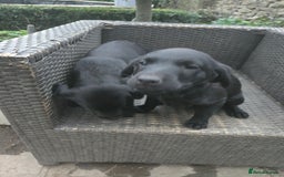 Labrador Retriever dogs for sale: 2 Amazing Black Labrador Girls - Image 4