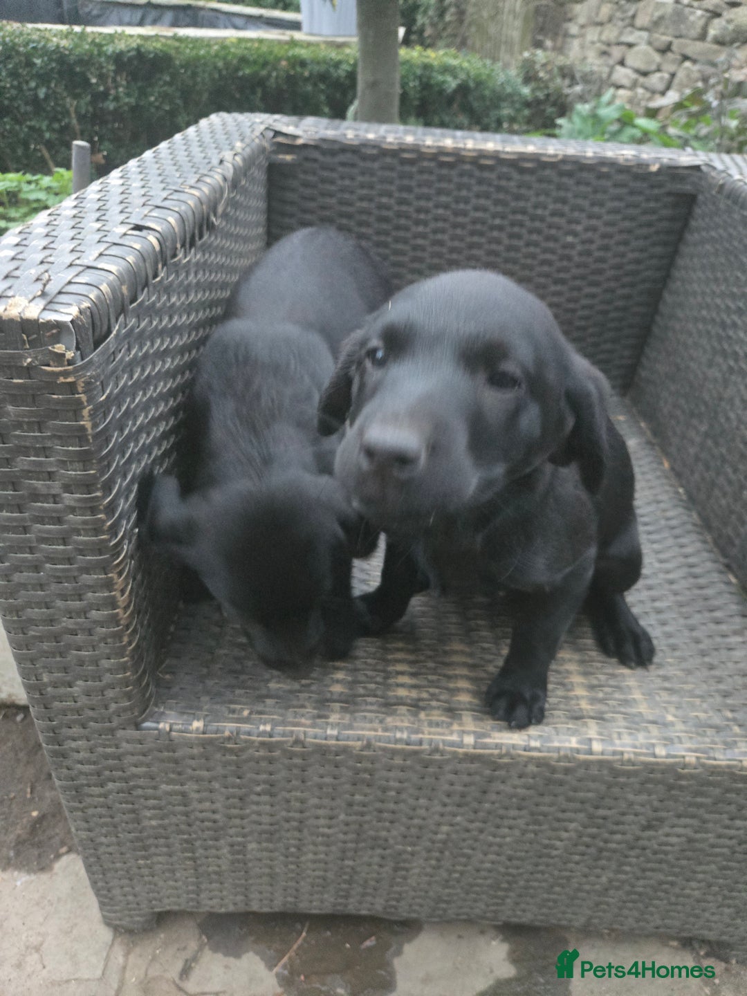 Labrador Retriever dogs for sale: 2 Amazing Black Labrador Girls - Image 4