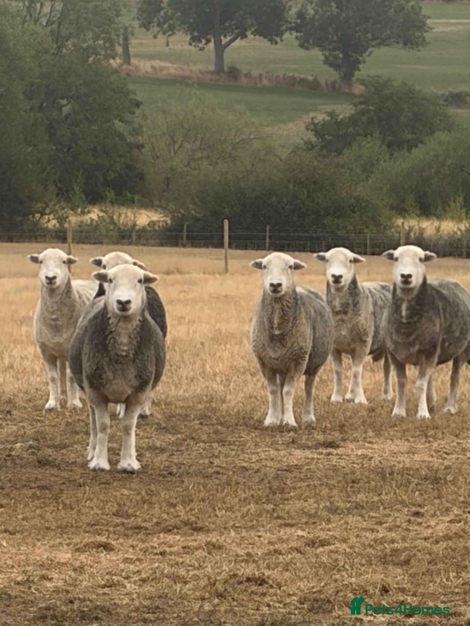 Sheep livestock Herdwick ewes  - Advert 13