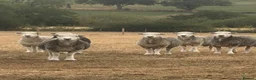 Sheep livestock for sale: Herdwick ewes  - Advert 1