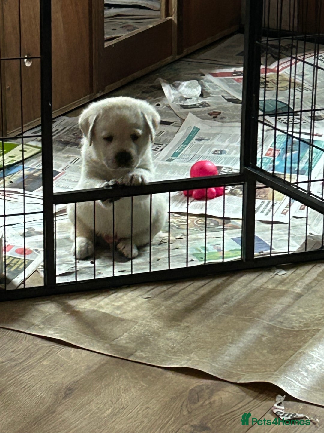 Labrador Retriever dogs for sale: Beautiful show labradors for sale  - Advert 4