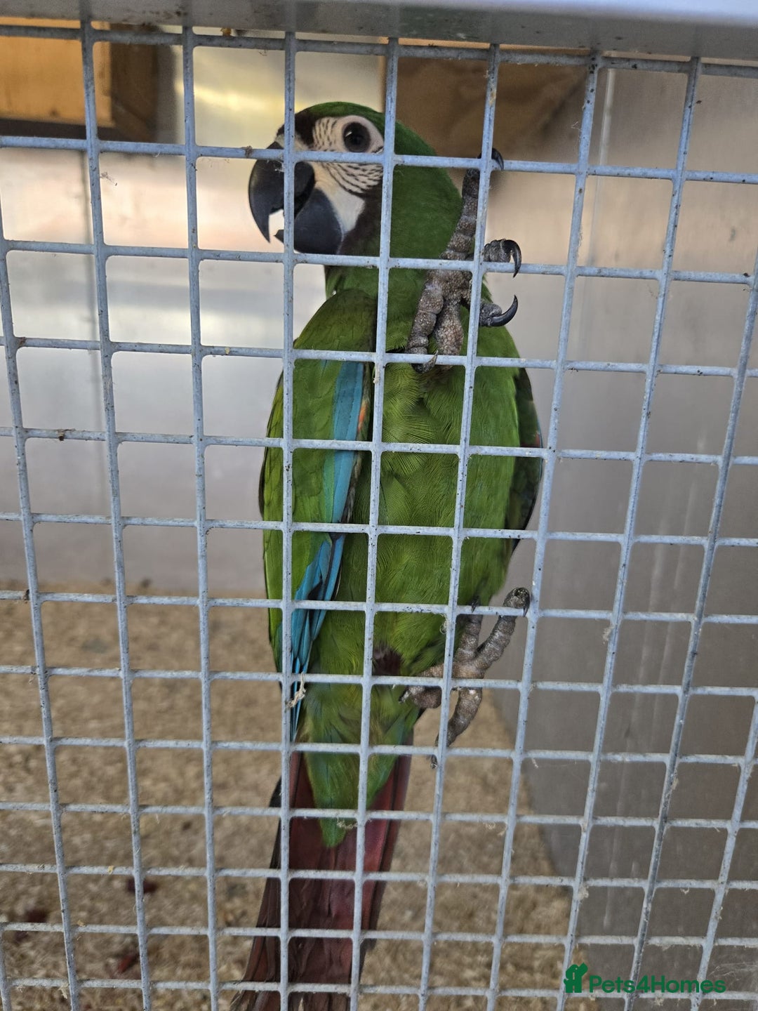 Macaws birds for sale: Chestnut fronted severe macaws - Image 8