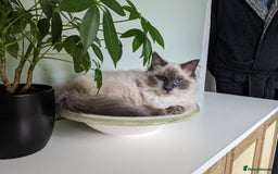 Ragdoll cats for sale: Beautiful ragdoll 9 months kitten - Image 7
