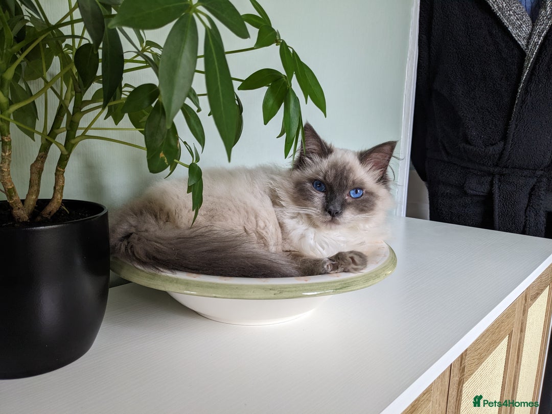 Ragdoll cats for sale: Beautiful ragdoll 9 months kitten - Image 7