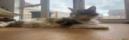 Maine Coon cats for sale: Beautiful Maine Coon Kittens – Born 19 June 2026 - Advert 7