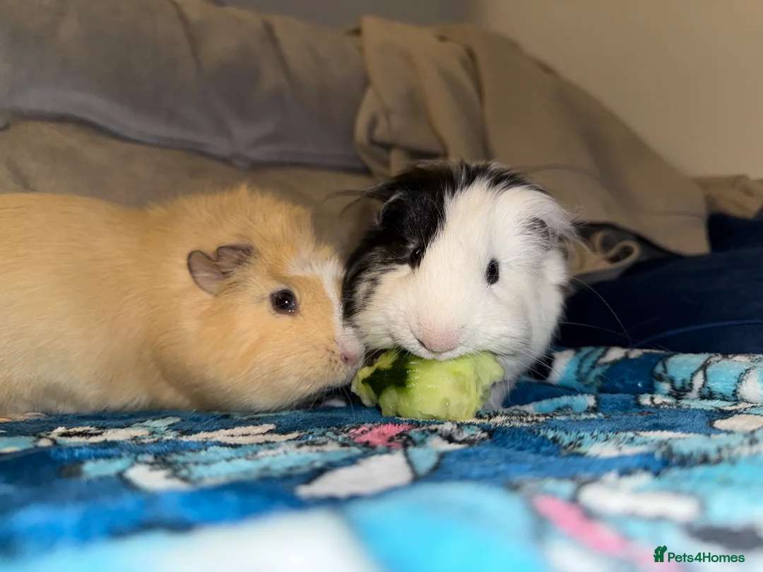 Guinea Pig rodents for sale: 2 male guinea pigs for sale  in Sheffield - Advert 4