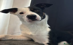 Border Collie dogs for sale: 10 border collies for sale  - Image 23
