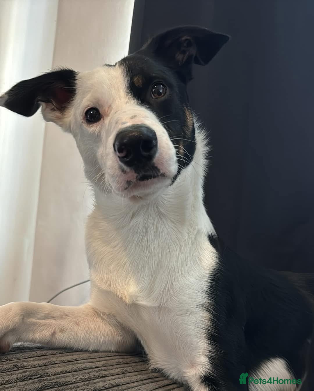 Border Collie dogs for sale: 10 border collies for sale  - Image 23