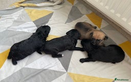 Mixed Breed dogs for sale: 4 Stunning Boy Jackapoos - Image 9