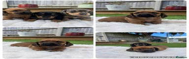 Miniature Dachshund 3