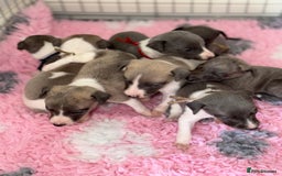 Whippet dogs for sale: 🏡 Ready Saturday! Kennel Club Whippet Puppies 🐾 - Image 12